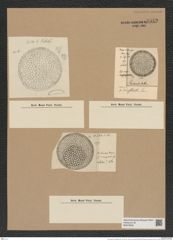 Coscinodiscus marginatus Ehr. (de-Toni-Nr.: Genus 202, Species 4966) Zeichnungen Sammlung Grunow Nr. 8559 (NHMW-BOT-W0378202)